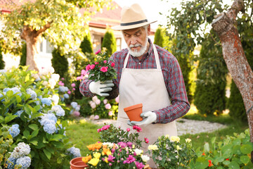 Elderly man in hat and apron transplanting beautiful flowers into pot in garden