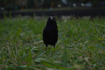 Pájaro tordo negro en el pasto, mirando la camara
