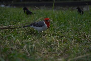 Pájaro cardenal cabeza roja en el pasto
