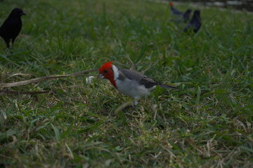 Pájaro cardenal cabeza roja en el pasto