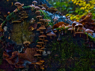 Mushrooms growing on a mossy log