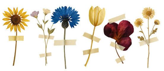 Pressed Dried Flowers Collection