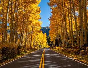 Obraz premium Country Road Autumn Forest Valley Golden Trees Travel Photography