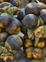 Fresh Palmyra Fruits Piled Together A pile of ripe palmyra fruits ice apple or toddy palm stacked together with green husks.