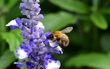 Junge Hummel auf Mehligem Salbei