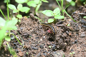 Harpaphe haydeniana millipede. Its common names  yellow spotted millipede, almond scented millipede and  cyanide millipede. This is a species of polydesmidan or flat-backed millipede.
