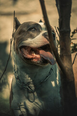 Pitbull dog with collar and tongue out in natural light