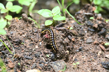 Harpaphe haydeniana millipede. Its common names  yellow spotted millipede, almond scented millipede and  cyanide millipede. This is a species of polydesmidan or flat-backed millipede.