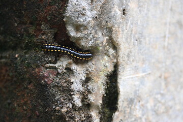 Harpaphe haydeniana millipede. Its common names  yellow spotted millipede, almond scented millipede and  cyanide millipede. This is a species of polydesmidan or flat-backed millipede.