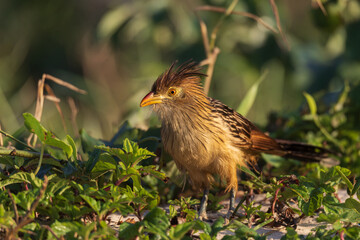 Guira cuckoo bird standing on the ground