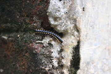 Harpaphe haydeniana millipede. Its common names  yellow spotted millipede, almond scented millipede and  cyanide millipede. This is a species of polydesmidan or flat-backed millipede.