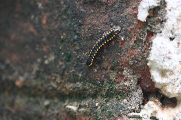 Harpaphe haydeniana millipede. Its common names  yellow spotted millipede, almond scented millipede and  cyanide millipede. This is a species of polydesmidan or flat-backed millipede.