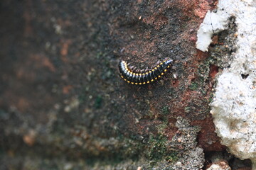 Harpaphe haydeniana millipede. Its common names  yellow spotted millipede, almond scented millipede and  cyanide millipede. This is a species of polydesmidan or flat-backed millipede.