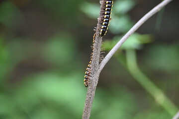 Harpaphe haydeniana millipede. Its common names  yellow spotted millipede, almond scented millipede and  cyanide millipede. This is a species of polydesmidan or flat-backed millipede.