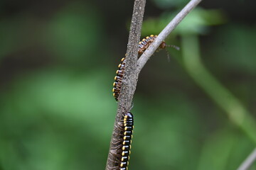 Harpaphe haydeniana millipede. Its common names  yellow spotted millipede, almond scented millipede and  cyanide millipede. This is a species of polydesmidan or flat-backed millipede.