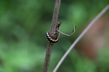 Harpaphe haydeniana millipede. Its common names  yellow spotted millipede, almond scented millipede and  cyanide millipede. This is a species of polydesmidan or flat-backed millipede.