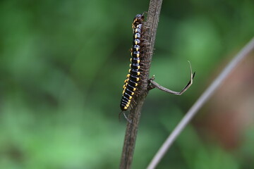 Harpaphe haydeniana millipede. Its common names  yellow spotted millipede, almond scented millipede and  cyanide millipede. This is a species of polydesmidan or flat-backed millipede.