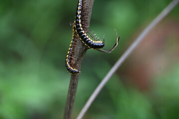 Harpaphe haydeniana millipede. Its common names  yellow spotted millipede, almond scented millipede and  cyanide millipede. This is a species of polydesmidan or flat-backed millipede.