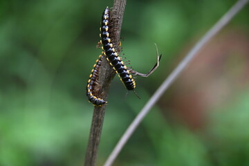 Harpaphe haydeniana millipede. Its common names  yellow spotted millipede, almond scented millipede and  cyanide millipede. This is a species of polydesmidan or flat-backed millipede.