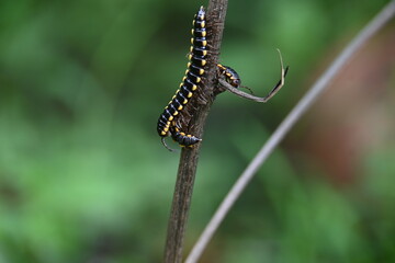 Harpaphe haydeniana millipede. Its common names  yellow spotted millipede, almond scented millipede and  cyanide millipede. This is a species of polydesmidan or flat-backed millipede.