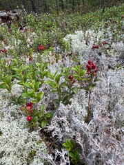 Cranberries in white moss in a forest in Finland.