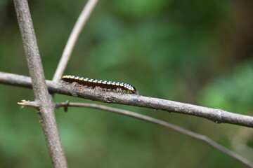 Harpaphe haydeniana millipede. Its common names  yellow spotted millipede, almond scented millipede and  cyanide millipede. This is a species of polydesmidan or flat-backed millipede.