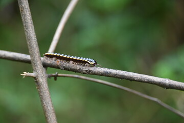 Harpaphe haydeniana millipede. Its common names  yellow spotted millipede, almond scented millipede and  cyanide millipede. This is a species of polydesmidan or flat-backed millipede.