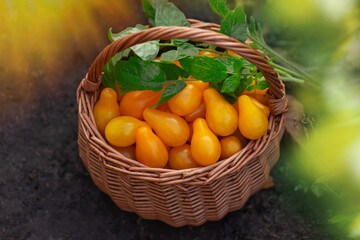 Tomatoes yellow pear in a wicker baskets on the background of a greenhouse outdoors. Tomatoes yellow pear in wooden basket