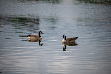 two geese swimming on calm pond