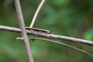 Harpaphe haydeniana millipede. Its common names  yellow spotted millipede, almond scented millipede and  cyanide millipede. This is a species of polydesmidan or flat-backed millipede.
