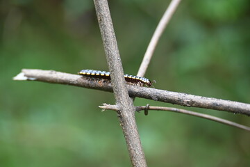 Harpaphe haydeniana millipede. Its common names  yellow spotted millipede, almond scented millipede and  cyanide millipede. This is a species of polydesmidan or flat-backed millipede.