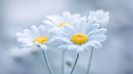 Minimal daisy cluster on soft pastel blurred background with generous negative space, directional diffuse light