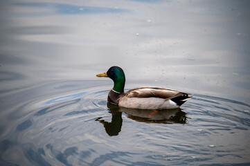 duck swimming in a pond causing ripples in the water