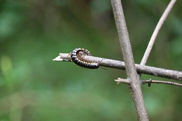 Harpaphe haydeniana millipede. Its common names  yellow spotted millipede, almond scented millipede and  cyanide millipede. This is a species of polydesmidan or flat-backed millipede.