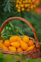 Tomatoes yellow pear in a wicker baskets on the background of a greenhouse outdoors. Tomatoes yellow pear in wooden basket