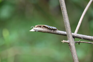 Harpaphe haydeniana millipede. Its common names  yellow spotted millipede, almond scented millipede and  cyanide millipede. This is a species of polydesmidan or flat-backed millipede.