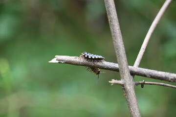 Harpaphe haydeniana millipede. Its common names  yellow spotted millipede, almond scented millipede and  cyanide millipede. This is a species of polydesmidan or flat-backed millipede.