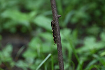 Harpaphe haydeniana millipede. Its common names  yellow spotted millipede, almond scented millipede and  cyanide millipede. This is a species of polydesmidan or flat-backed millipede.