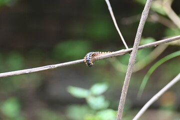 Harpaphe haydeniana millipede. Its common names  yellow spotted millipede, almond scented millipede and  cyanide millipede. This is a species of polydesmidan or flat-backed millipede.