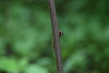 Harpaphe haydeniana millipede. Its common names  yellow spotted millipede, almond scented millipede and  cyanide millipede. This is a species of polydesmidan or flat-backed millipede.