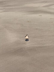 Cathedral cove national park north island new zealand coromandel