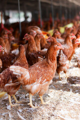 A lot of brown chicken in chicken farm