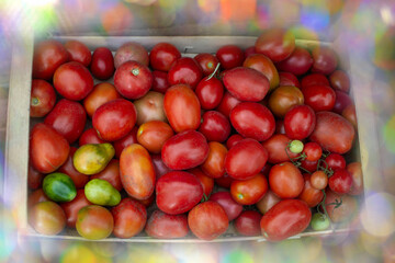 Picking ripe tomatoes red in box. Freshly picked red tomatoes in a basket on wooden box. Box full of tomatoes