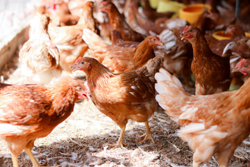 A lot of brown chicken in chicken farm