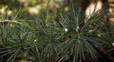 Close-up of green pine needles with young cones showing natural forest texture and freshness.