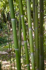 Fototapeta premium Bamboo forest in green light