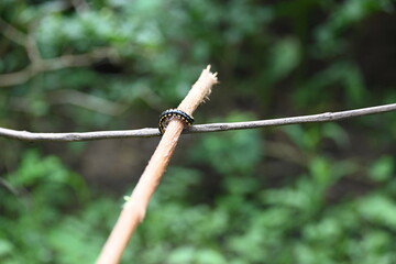 Harpaphe haydeniana millipede. Its common names  yellow spotted millipede, almond scented millipede and  cyanide millipede. This is a species of polydesmidan or flat-backed millipede.