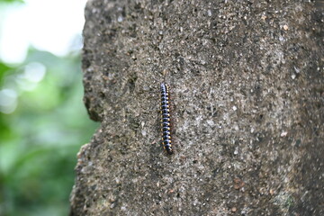 Harpaphe haydeniana millipede. Its common names  yellow spotted millipede, almond scented millipede and  cyanide millipede. This is a species of polydesmidan or flat-backed millipede.