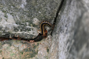 Harpaphe haydeniana millipede. Its common names  yellow spotted millipede, almond scented millipede and  cyanide millipede. This is a species of polydesmidan or flat-backed millipede.