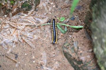 Harpaphe haydeniana millipede. Its common names  yellow spotted millipede, almond scented millipede and  cyanide millipede. This is a species of polydesmidan or flat-backed millipede.